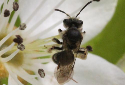 Réf. 336 887 : Andrena sp.